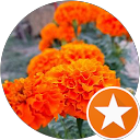 Daisy Steele profile picture