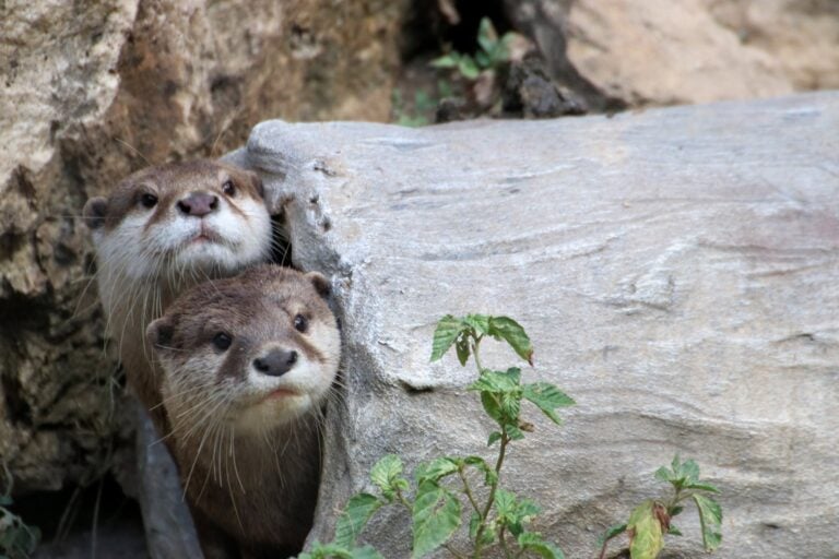 SA Zoo Otters