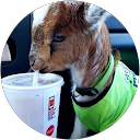 andrew morehead sr. profile picture